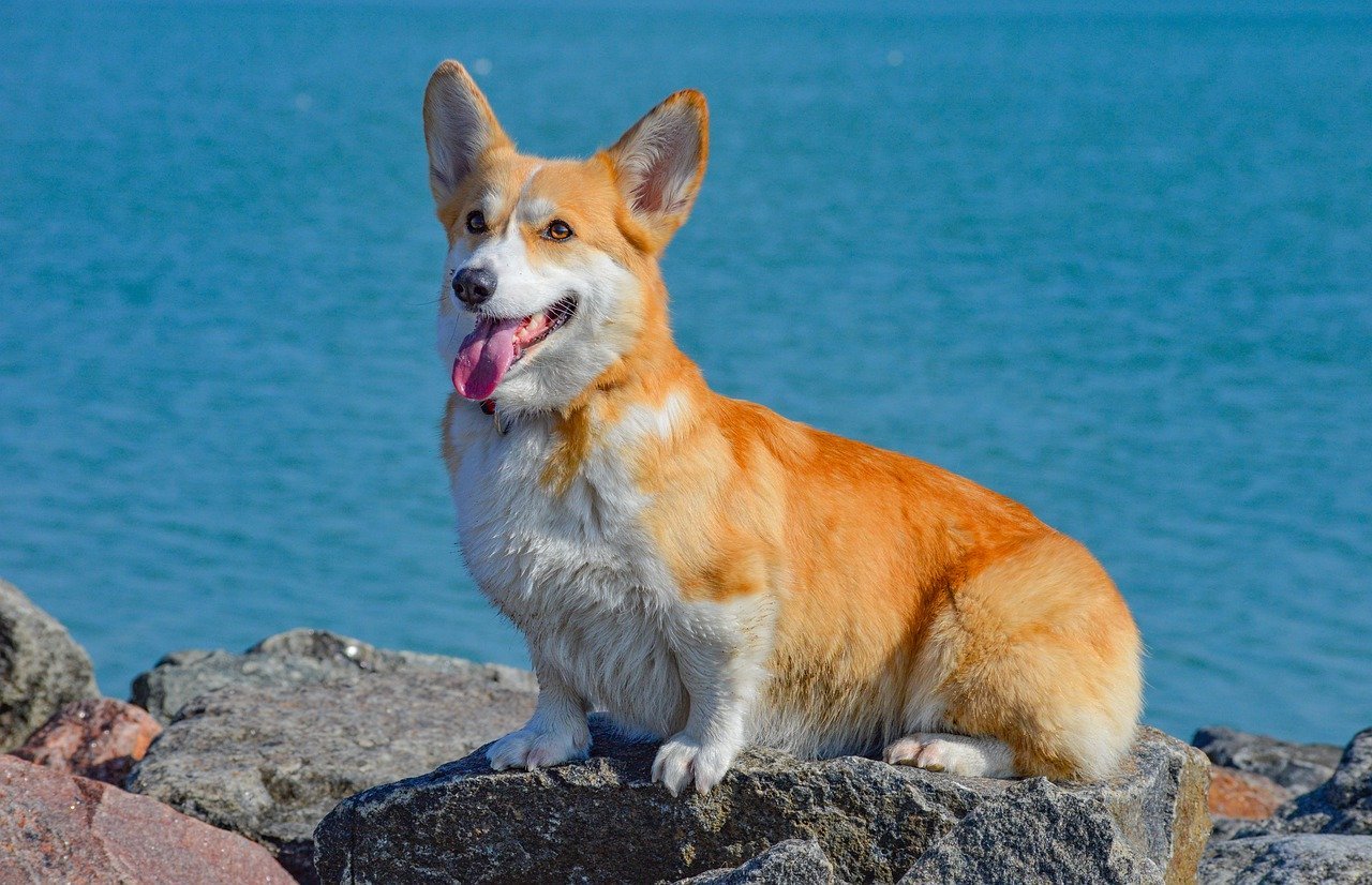 corgi, dog, pet