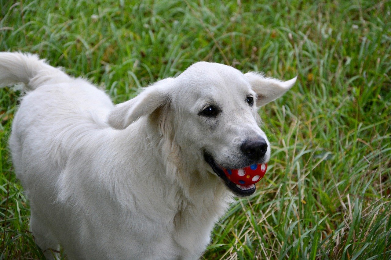 dog, bitch, golden retriever