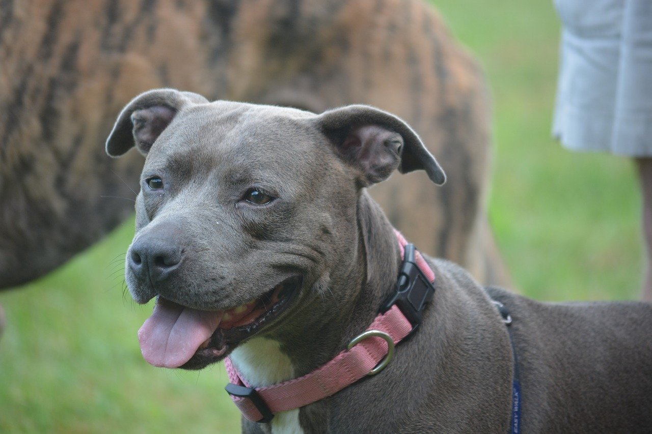 dog, pit bull, canine