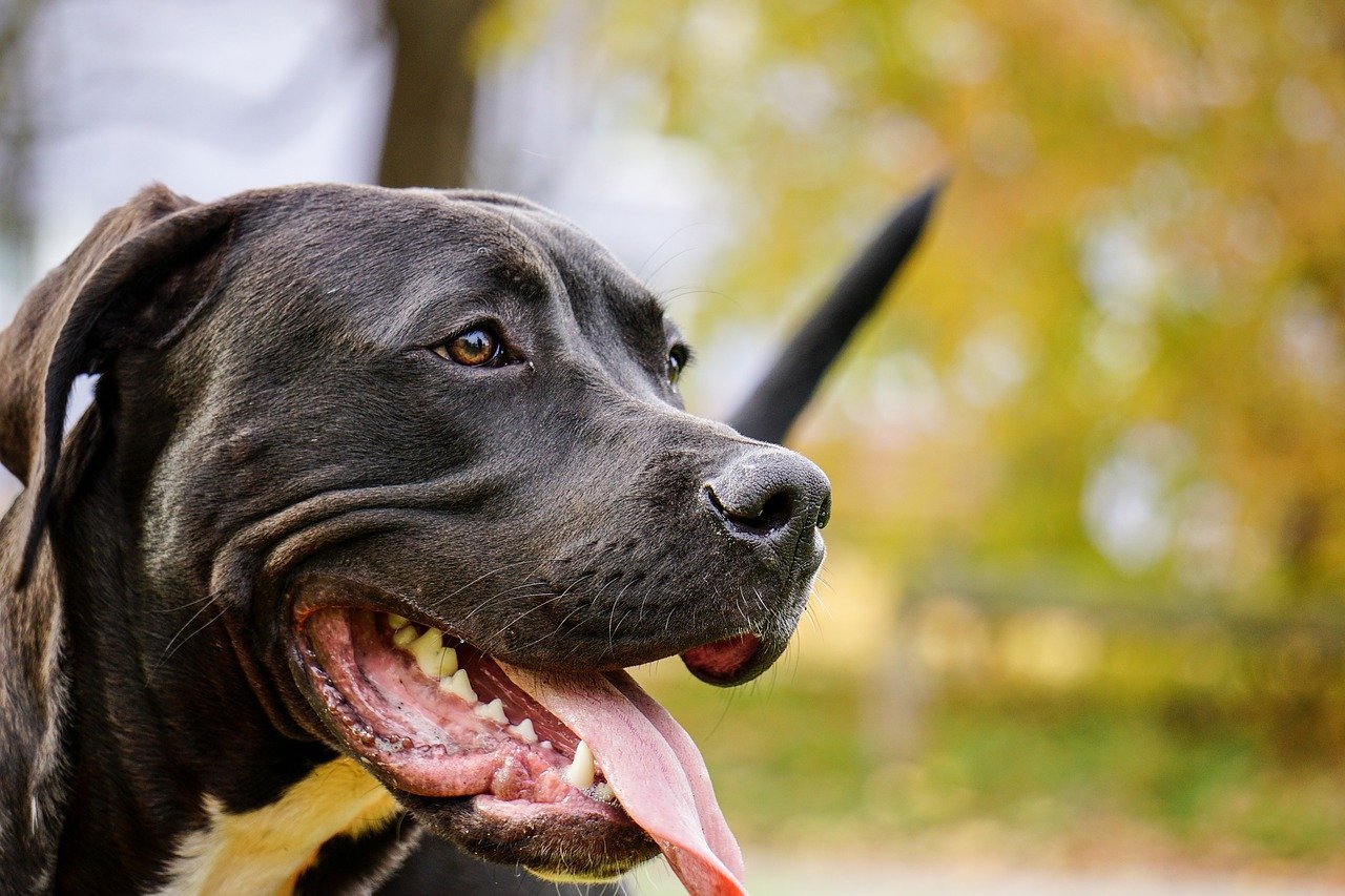 dog, pitbull, public record