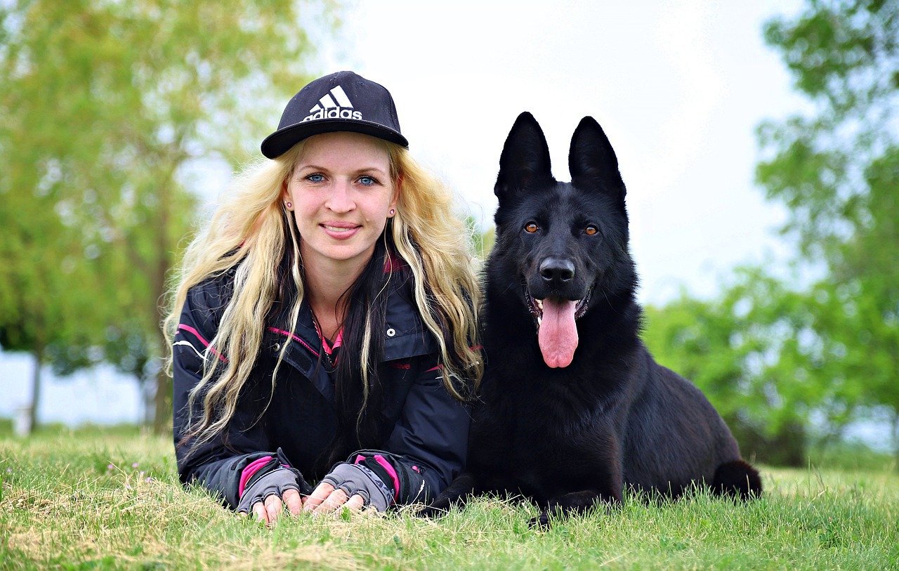 black, dog, german shepherd