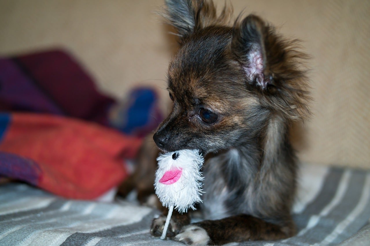 chihuahua, dog, puppy