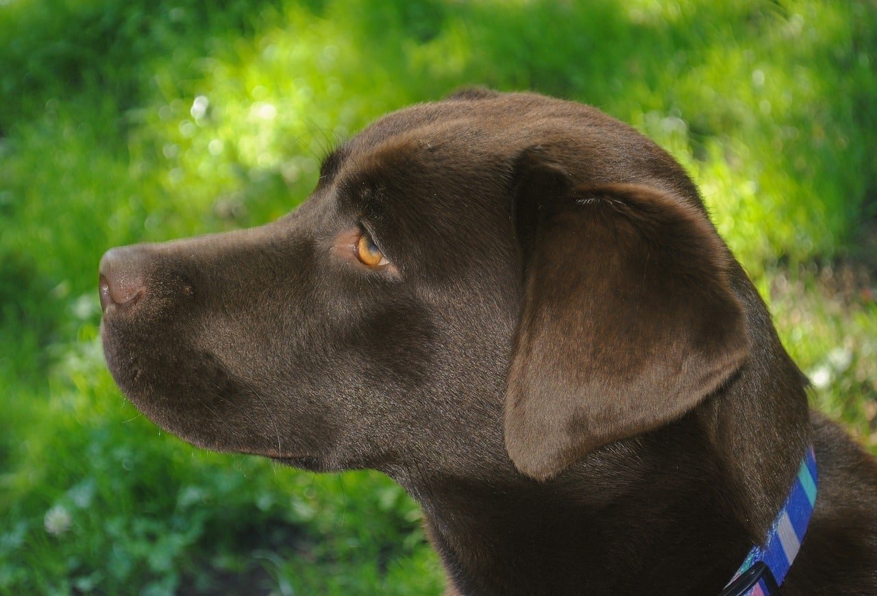 chocolate, labrador, dog