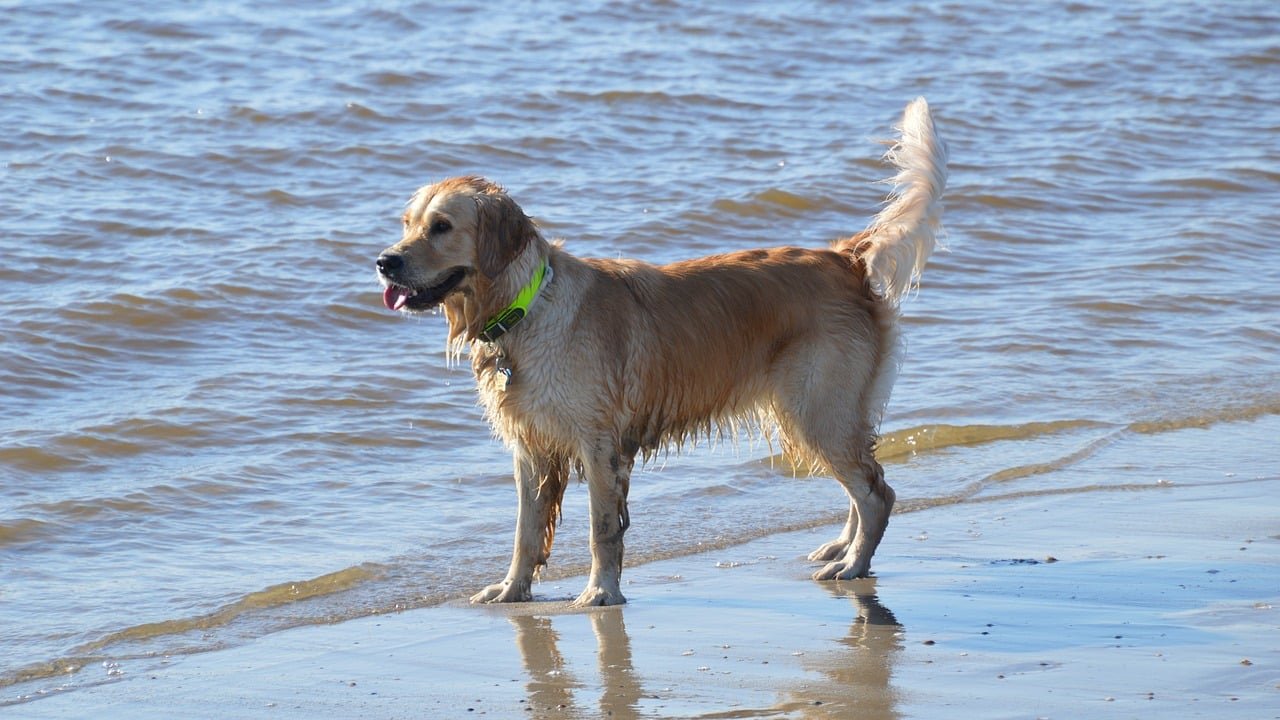 golden retriever, beach, sea