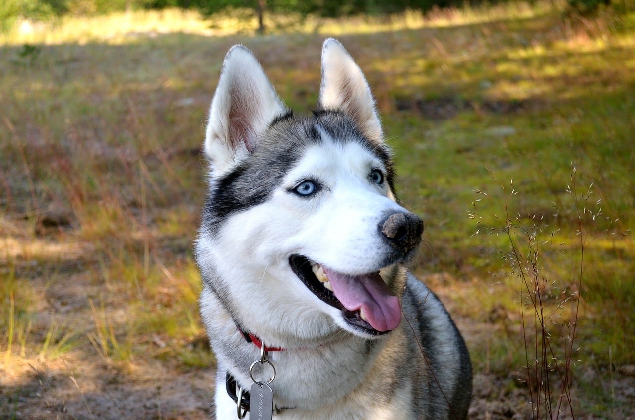 dog, husky, siberian