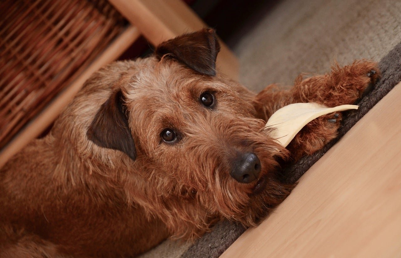 dog, irish terrier, terrier