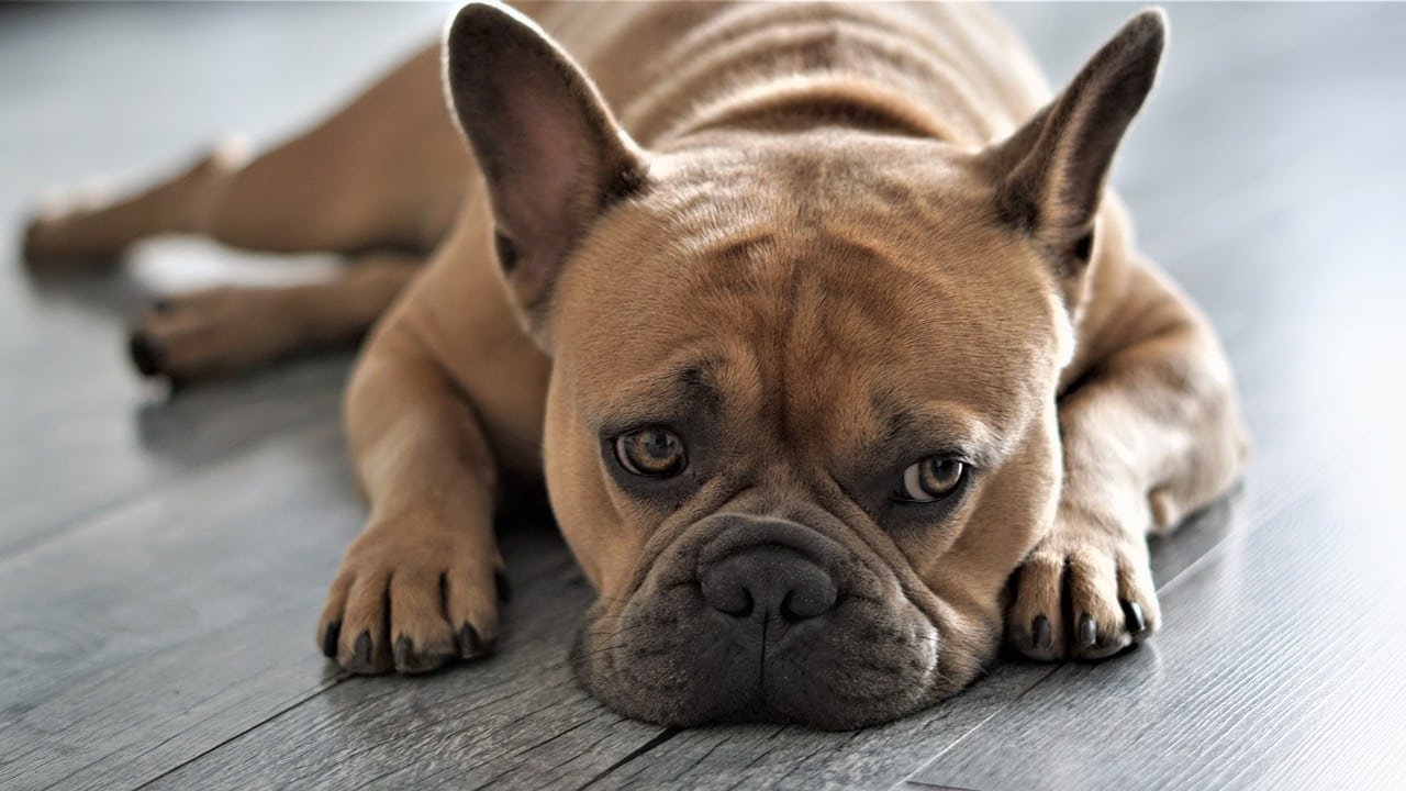 french bulldog, dog, domestic animal