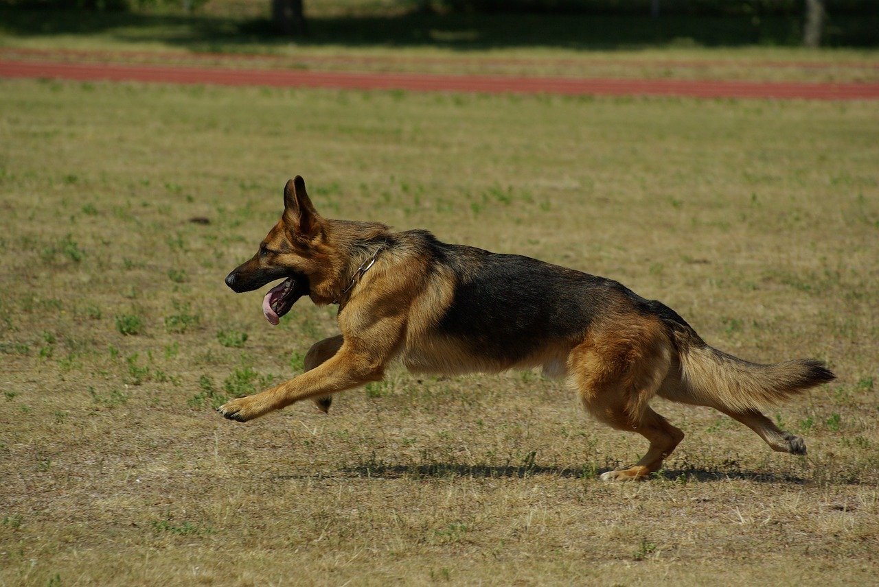 german shepherd, dog, running