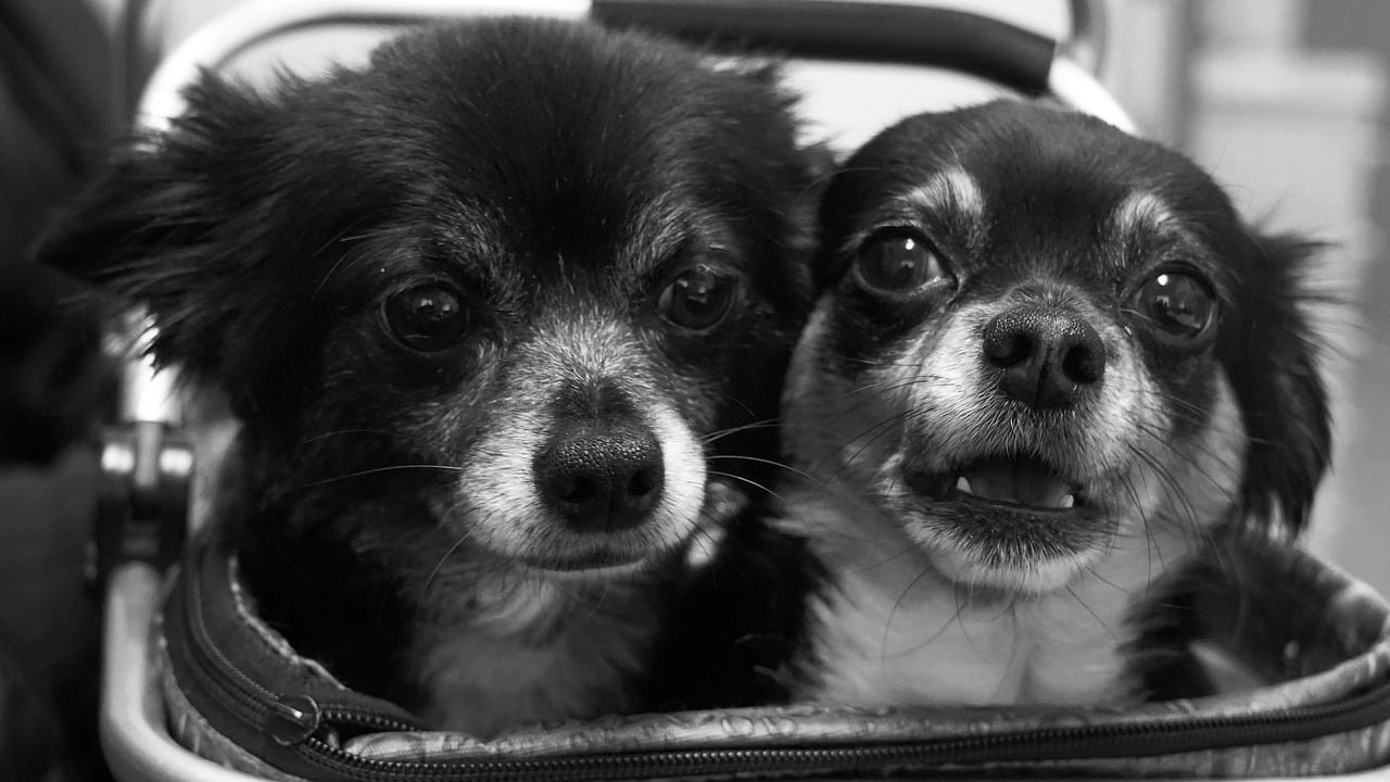 chihuahua, duo, fun