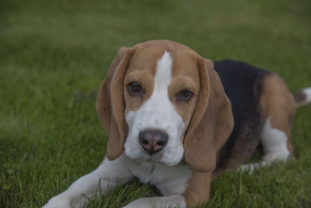 beagle, dog, puppy