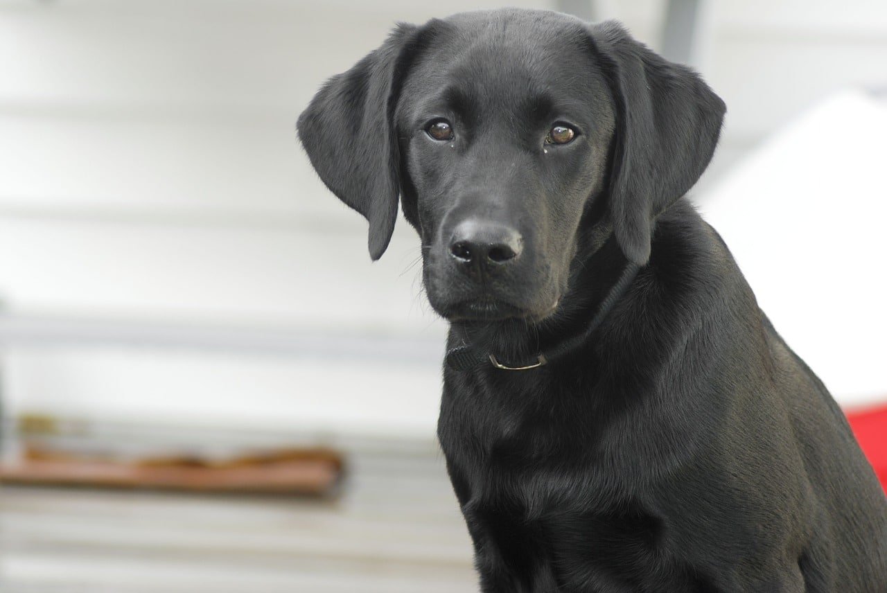 dog, labrador retriever, black lab