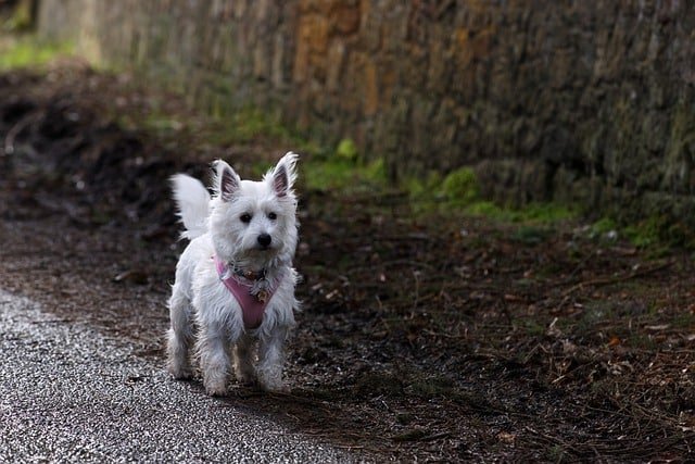 dog, westie, west highland white terrier