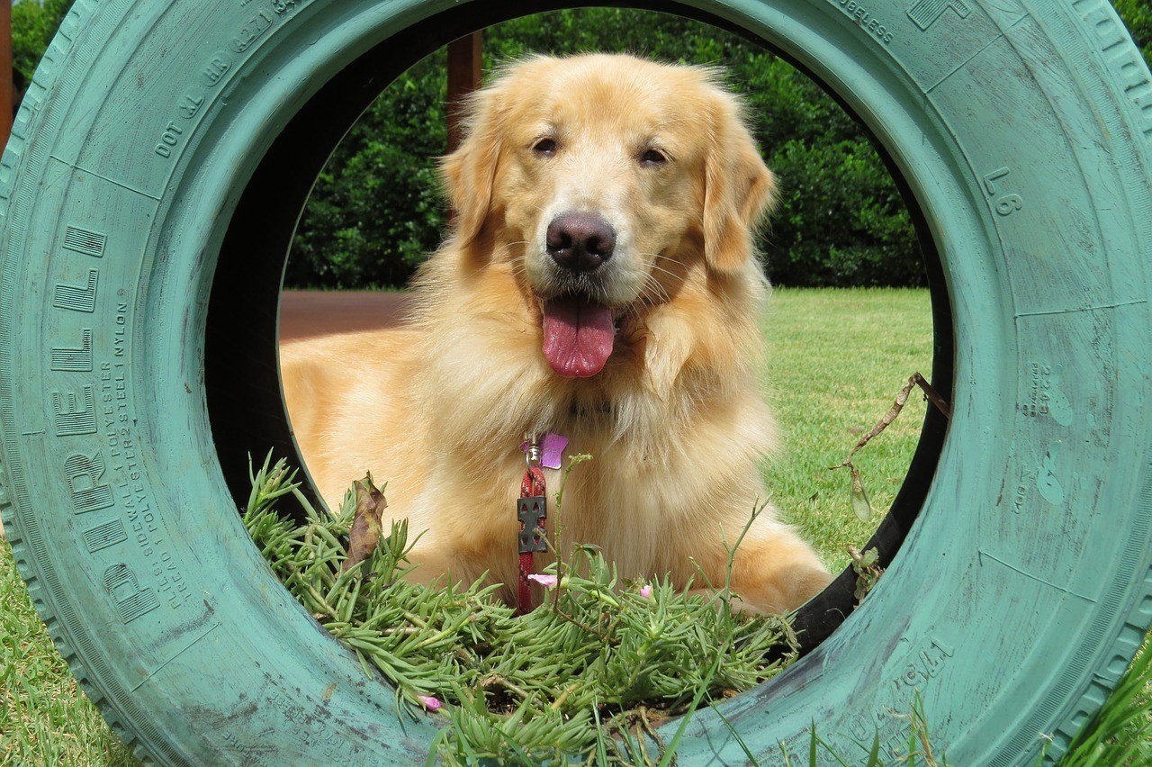 golden retriever, tire, dog