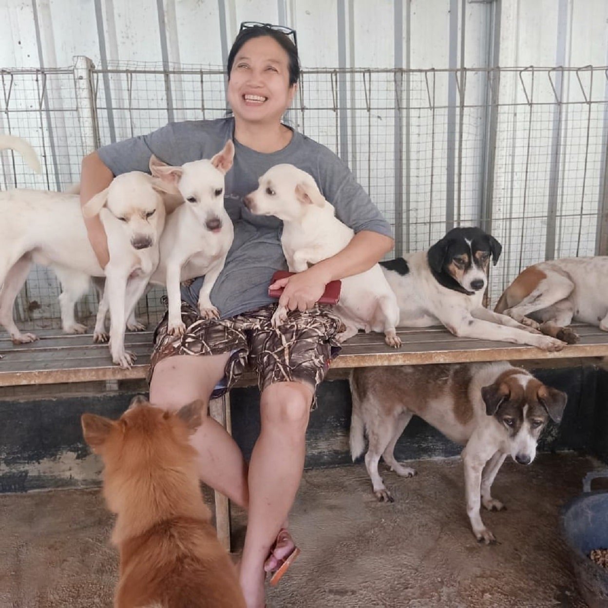 Doctor Who Loves Animals Has Rescued More Than 1,000 Dogs So Far