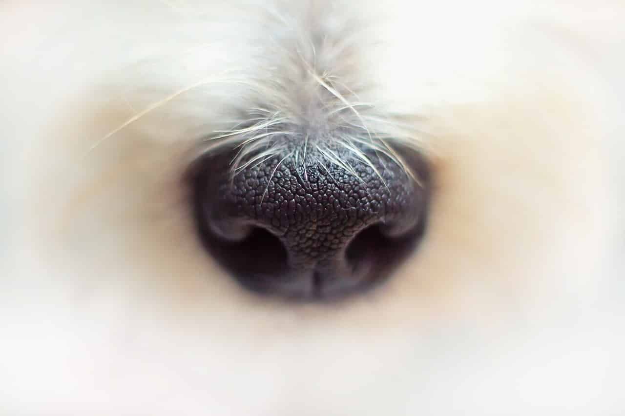 nose, dog, fur