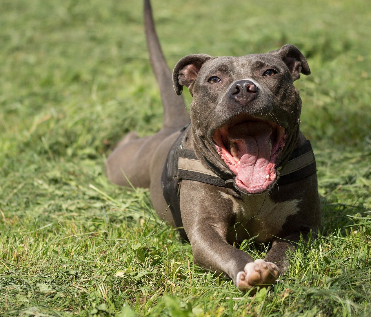 amstaff, american staffordshire terrier, terrier