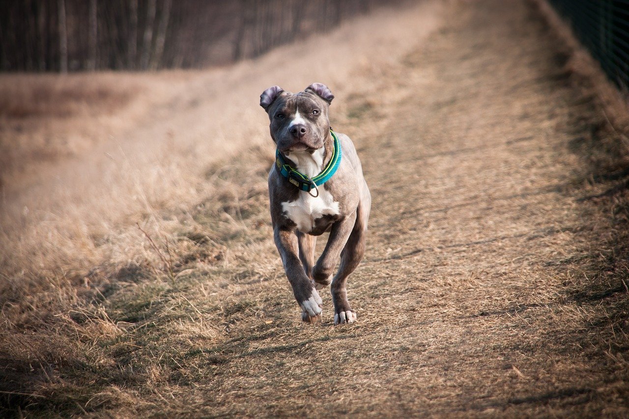 amstaff, american staffordshire terrier, terrier