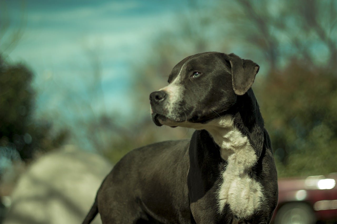 dog, rottweiler, pitbull