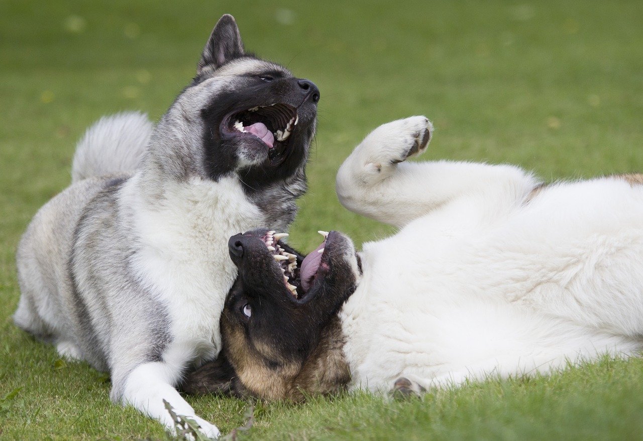 play, dog, grass