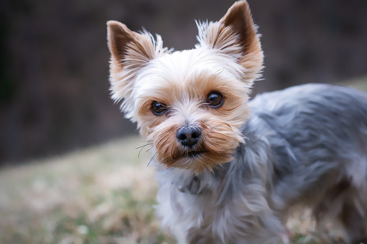 yorkshire terrier, purebred dog, small